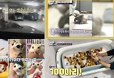 ‘동물은 훌륭하다’ 장도연 “만져보고 싶다”