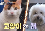 PT 숍 귀여움 책임지는 강아지VS고양이…같이 운동하고픈 멍냥이는? 