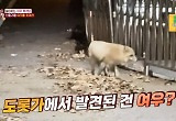 멸종한 토종 여우가 골프장에 나타났다?… '여우 출몰 소동'의 전말 