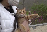 나들이 혹은 숨겨진 비밀?...키우는 고양이가 자꾸 집을 나가요 