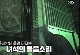 목청 높여 울던 길고양이, 울음 뒤에 숨겨진 뭉클한 우정