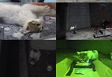 ‘동물농장’ 새끼 고양이, 8미터 높이서 추락? 절박한 S.O.S!