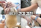 'TV동물농장', 새끼 리트리버의 해외 입양기 '감동'…동시간대 시청률 1위 '최고 7%'