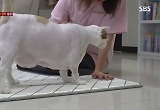 이게 돼지야, 고양이야… 역대급 '뚱냥이' 등장에 수의사도 '당황' 