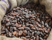 값싼 초콜릿 시대 끝났다…‘코코아 쇼크’와 가난한 농부들[딥다이브]