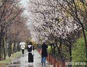 벚꽃 없어도 발길 계속…서울 봄꽃축제는 진행형 [가봤더니]