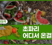 [Why요?] 여름철 불청객 초파리, 도대체 어디서 온걸까?