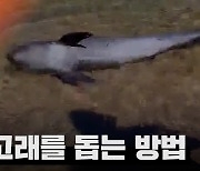 해변까지 밀려 온 '새끼 돌고래'..해경·관광객 도움으로 되돌아가[영상]