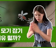 [Why요?] 맨손으로 모기 잡기 어려운 이유 뭘까?