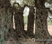 MIDEAST ISRAEL OLIVE TREES