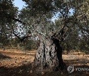 MIDEAST ISRAEL OLIVE TREES