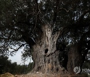 MIDEAST ISRAEL OLIVE TREES