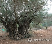 MIDEAST ISRAEL OLIVE TREES