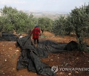 MIDEAST ISRAEL OLIVE TREES