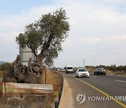 MIDEAST ISRAEL OLIVE TREES