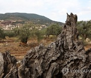 MIDEAST ISRAEL OLIVE TREES