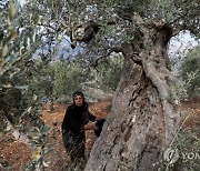 MIDEAST ISRAEL OLIVE TREES