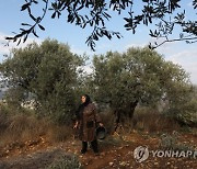 MIDEAST ISRAEL OLIVE TREES