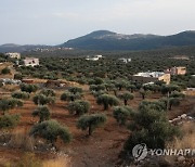 MIDEAST ISRAEL OLIVE TREES