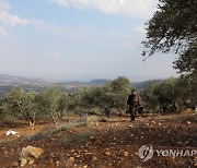 MIDEAST ISRAEL OLIVE TREES