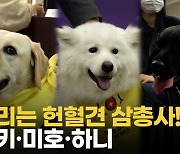 [영상] 우리는 헌혈견 삼총사!..상도 받았어요