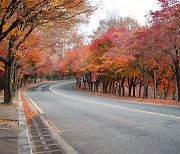 이토록 비현실적인 단풍 터널, 딱 이번 주까지입니다