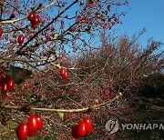 지리산자락 붉게 물들인 산수유 열매