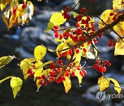 가을빛 물든 산수유 열매