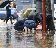 가로수 낙엽에 배수로 막혀 도로 침수