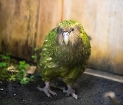 세계에서 가장 뚱뚱한 앵무새 카카포..논란 끝 '올해의 새'에 뽑혀