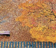 [한 컷] 가을비가 그린 수채화
