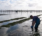 FRANCE OYSTERS