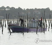 FRANCE PHOTO SET ECONOMY OYSTER FARMING