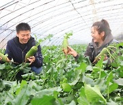 [AsiaNet] North China's Tianjin Shawo Fruit Radish Celebrates Harvesting