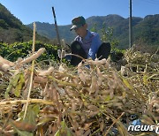 장맛비에 '콩' 생산량 급감.."국산콩 두부·된장 가격 오르나"