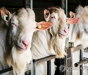 NETHERLANDS GOATS