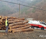 경북도, 재선충병 차단 위해 23일부터 소나무류 이동 단속