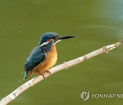 MYANMAR ANIMALS BIRDS