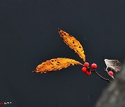 [포토친구] 빨간 낙상홍 열매