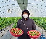 함양군 청년농업인 경영실습 임대농장, 첫 딸기 수확