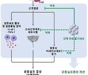 칠곡경북대병원 연구팀, 소뇌 운동실조증 줄기세포치료 근거 제시