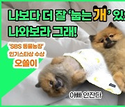 '동물농장' 출연 후, 최고 인기 '눕개'된 오쏠이의 사연(ft. 유튜브 '쏠망쏠망')