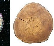 [아하! 우주] 나무 나이테 속에 우주의 초신성 폭발 증거 숨어있다