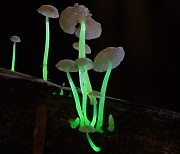 [핵잼 사이언스] 밤이 되면 녹색으로 빛나..인도서 신종 '발광 버섯' 발견