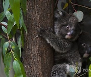 AUSTRALIA ANIMALS KOALAS