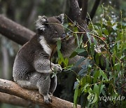 AUSTRALIA ANIMALS KOALAS