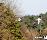 줄맞춰 날아가는 천연기념물 205-2호 노랑부리저어새