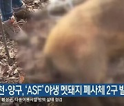 화천·양구, 'ASF' 야생 멧돼지 폐사체 2구 발견