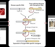 알지노믹스, RNA 기반 항암 유전자치료제 개발 가시화