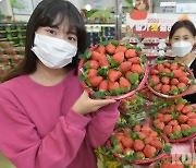 농협유통 "올해 첫 하동 딸기 맛보세요"